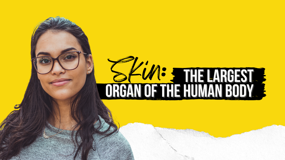 SKIN: THE LARGEST ORGAN OF THE HUMAN BODY